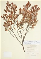 藏品(阿薩巴斯卡柳)的圖片